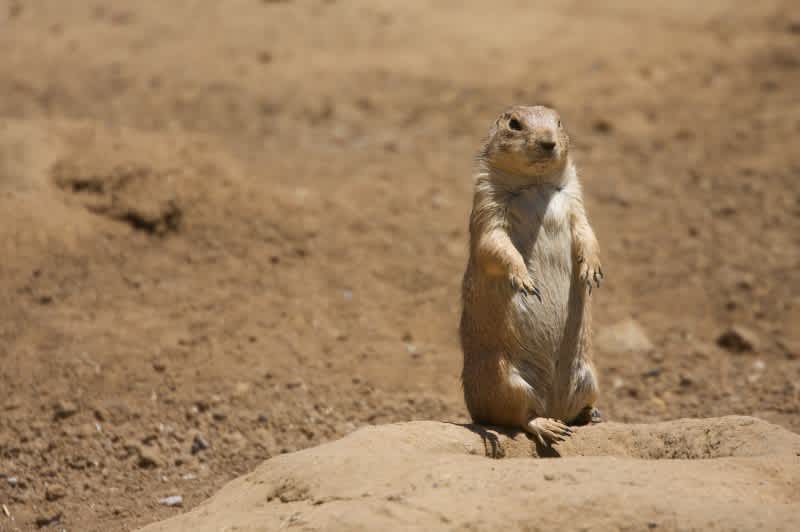 Study: Prairie Dogs Murder Ground Squirrels to Reduce Competition