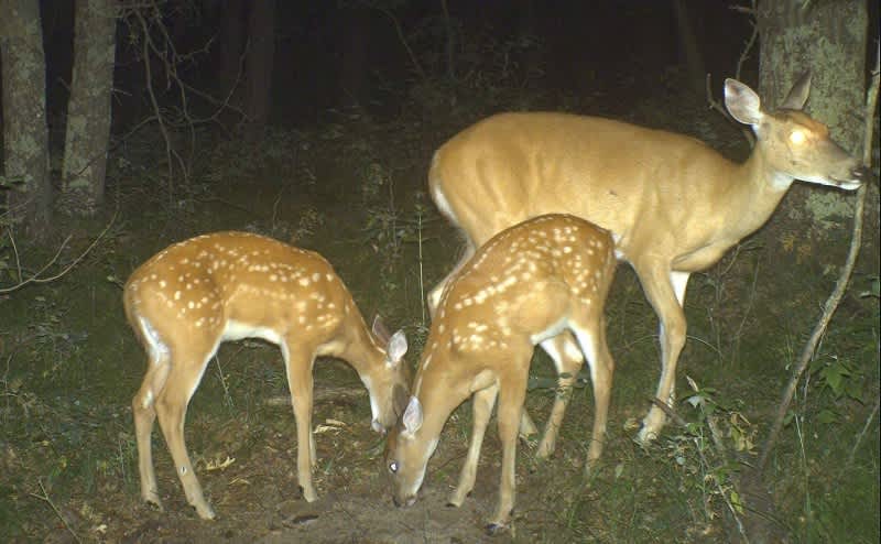 Facts and Myths About Deer Fawns