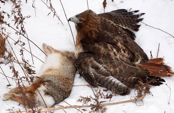 Rabbits Are No Pushovers, Even for a Trained Hawk
