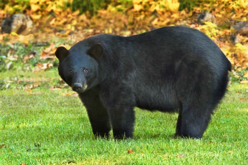 Teddy Roosevelt Would Be Proud: Louisiana Black Bears Recovered