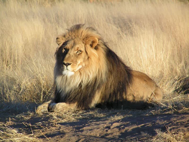Namibia Goes on Record to Ban Hunting Bans