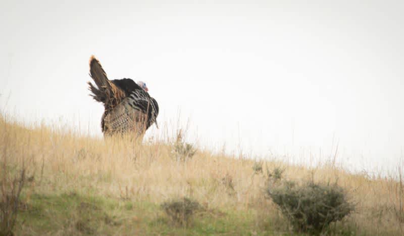 5 Turkey Hunting Scenarios You’re Likely to Experience