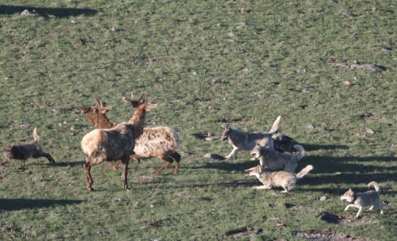 Wyoming Wolves Suspected in Surplus Killing of 19 Elk