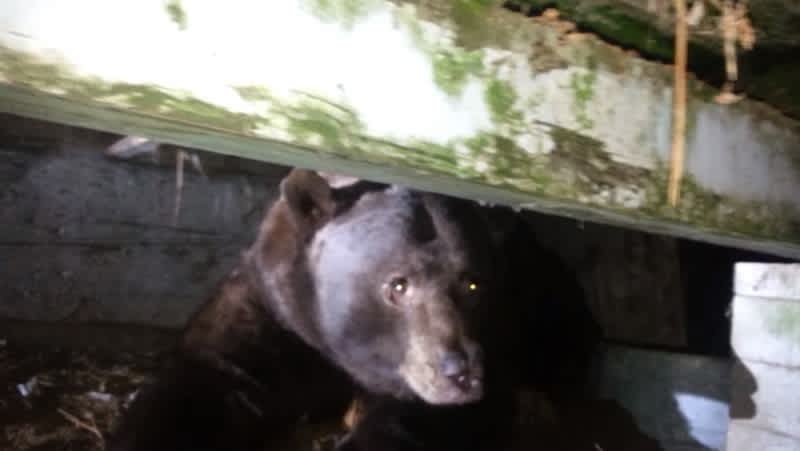 Video: Homeowner Encounters Massive Bear Under Porch