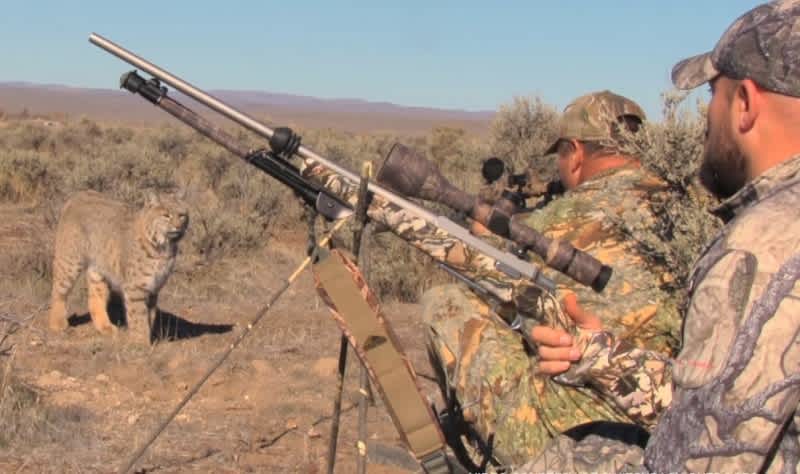 Video: Hunters Fool Bobcat for a Solid Minute