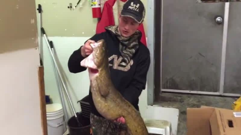 Ontario Ice Fisherman Lands Behemoth Pending Record Burbot