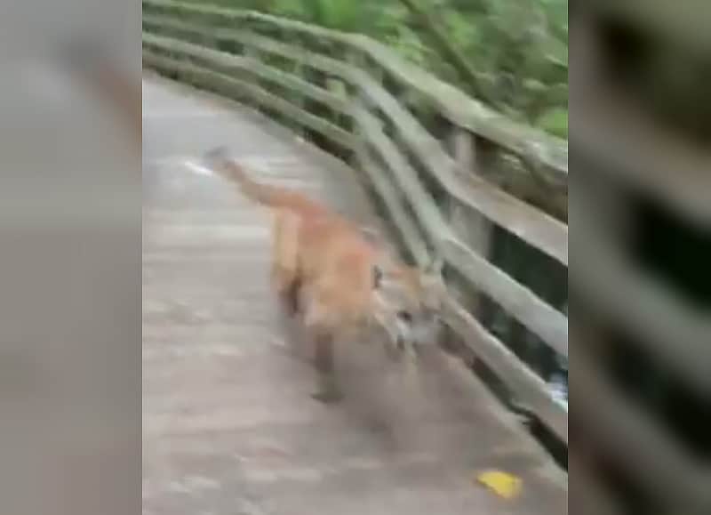 Video: Florida Woman Runs into Mountain Lion on Bridge