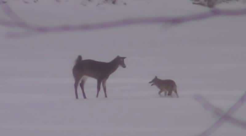 Video: Exhausted Deer Fights off Coyote
