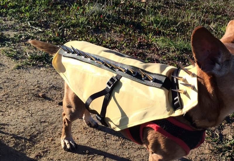 Does Your Hunting Dog Need Coyote-proof Armor?