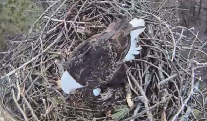 Video: CarbonTV’s Eagle Cam Gets Its First Egg of the Year