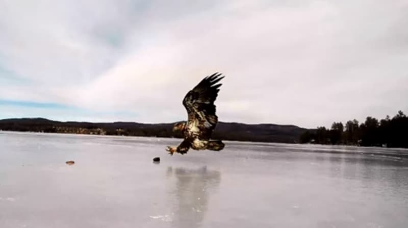 Video: Bald Eagle Grabs Ice Fisherman’s Fish