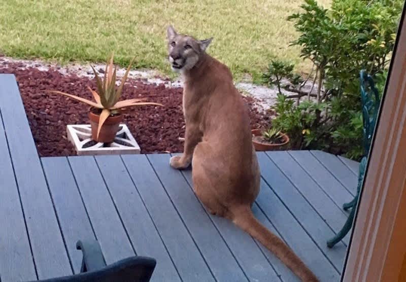 Florida Man Discovers Panther Sleeping on His Porch