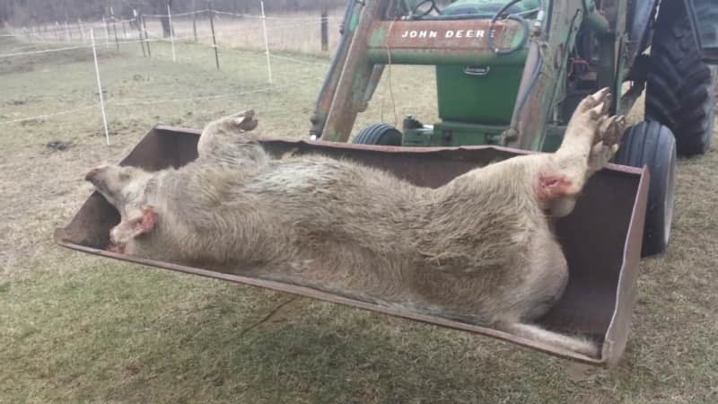 Michigan Deputies Put down 600-pound Wild Pig with 6-inch Tusks
