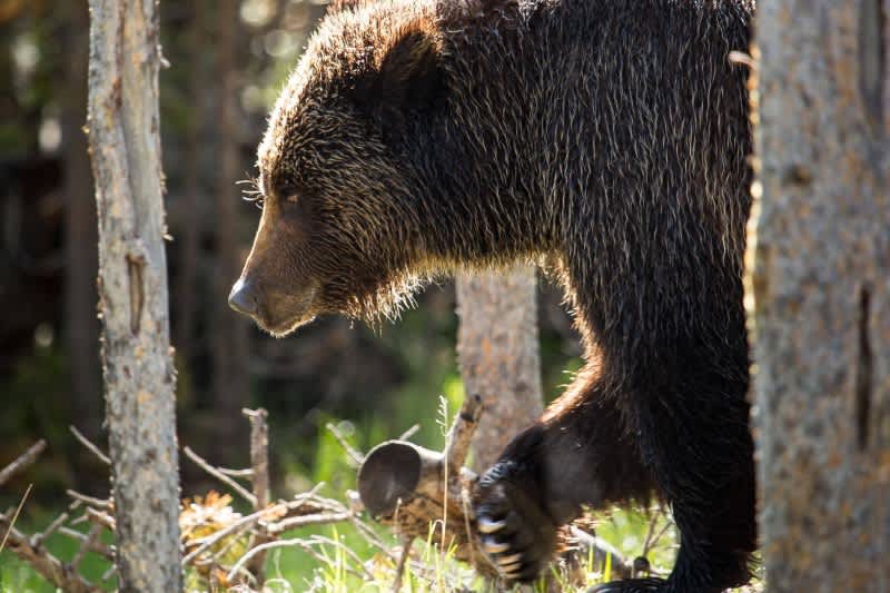 USFWS Declares Yellowstone Grizzly Recovered, Proposes Removing Protections