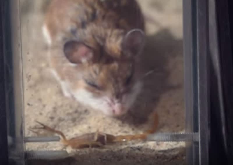 Video: Mouse VS. the Deadliest Scorpion in America