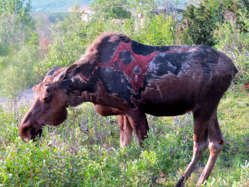 Photos: What Happened to This Zombie-like Moose?