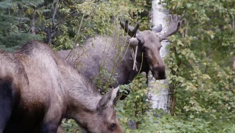 Video: Bull Moose Tries to Entice Mate with Musical Talents