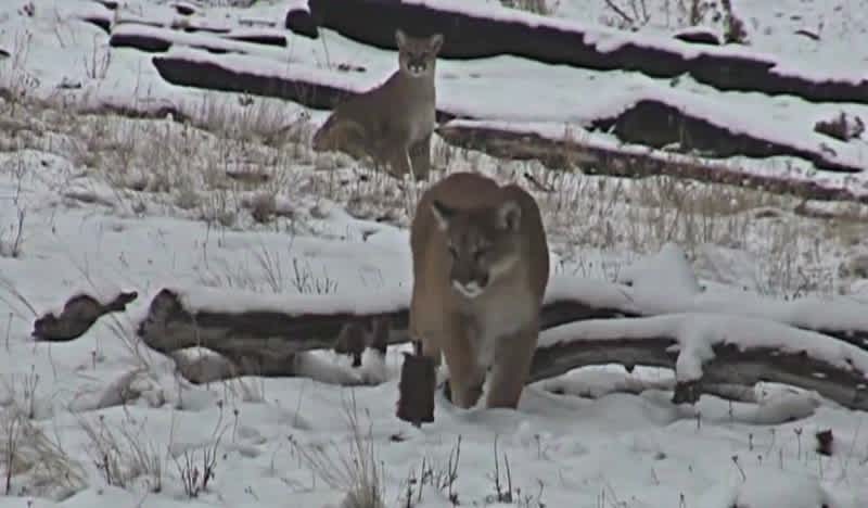 Video: Decoy Draws in Pair of Mountain Lions