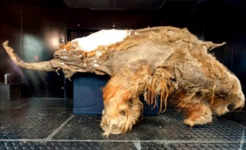 Scientists Will Attempt to Clone Ancient Lions Discovered in Siberian Permafrost
