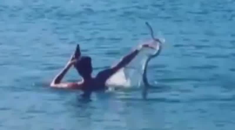 Video: Australian Man Achieves Viral Fame Swimming with Pet Snake