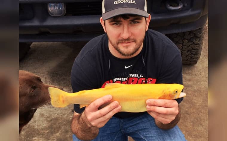 Georgia Angler Catches Golden Rainbow Trout