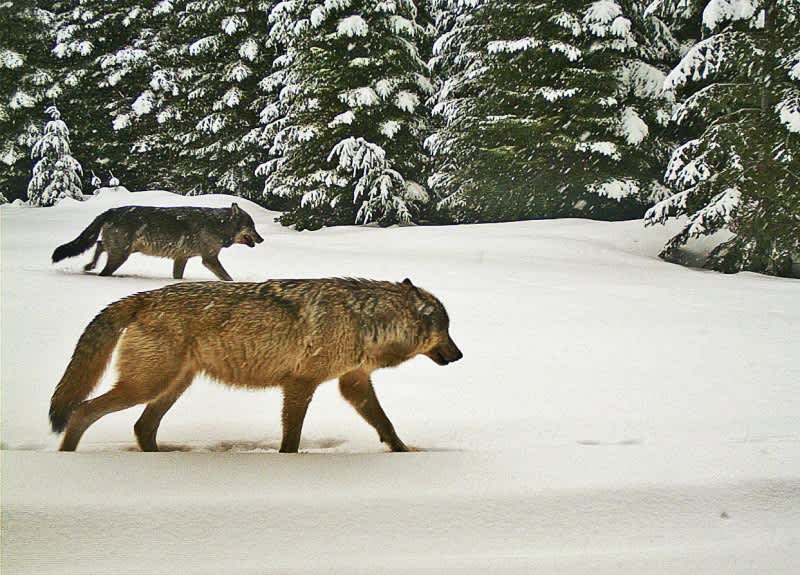 Oregon’s Wolf Population Jumps to Triple Digits