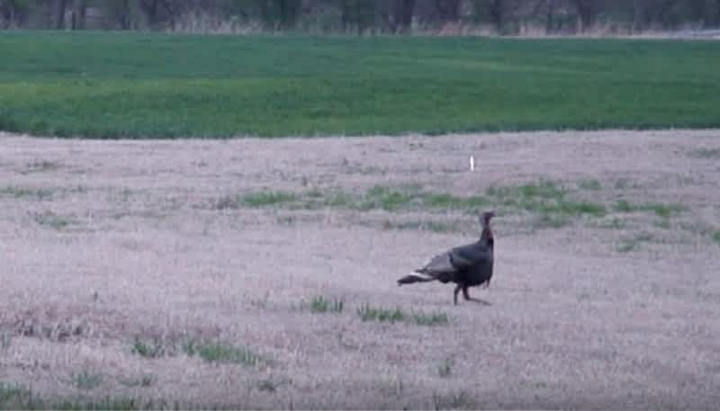 Video: Bowhunter Takes 105-Yard Shot on a Turkey