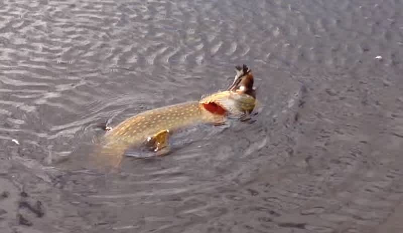 Video: Massive Pike Chokes on Bird too Large to Swallow