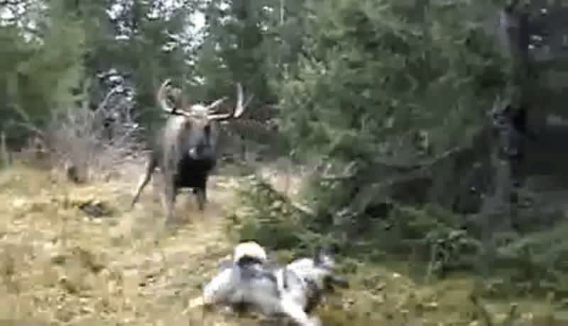 Video: Moose Charges Hunter and His Dog