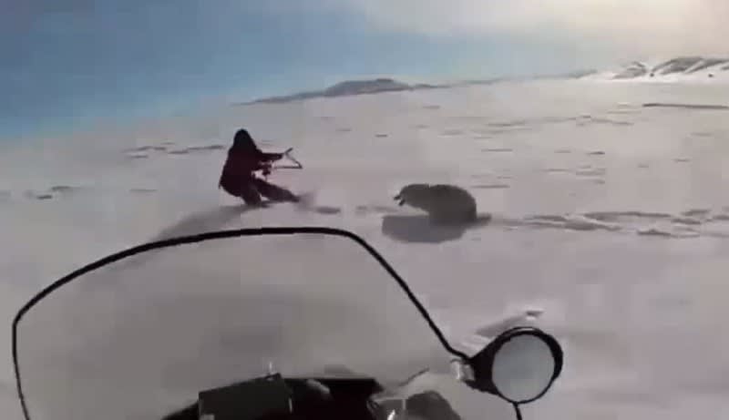 Video: Snowmobiler Runs over Wolf Charging at Hunter
