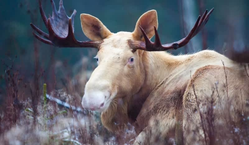 Video: Super Rare White Moose Spotted in the Wild