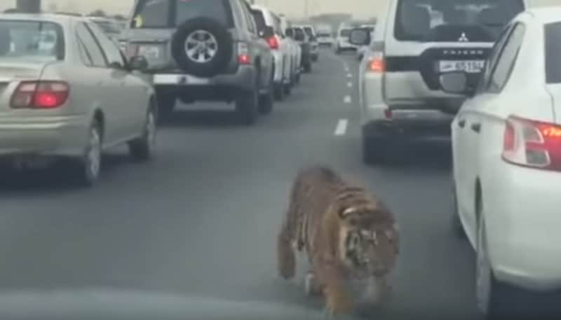 Video: Tiger Found Wandering In Highway Rush Hour Traffic