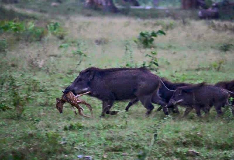 Think Wild Hogs Don’t Kill Deer? Think Again