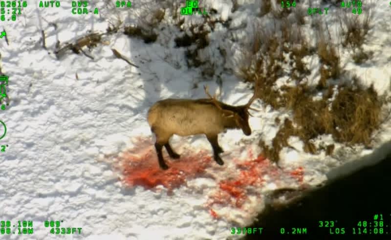 Video: Wolves Wait for Mortally Injured Elk to Die