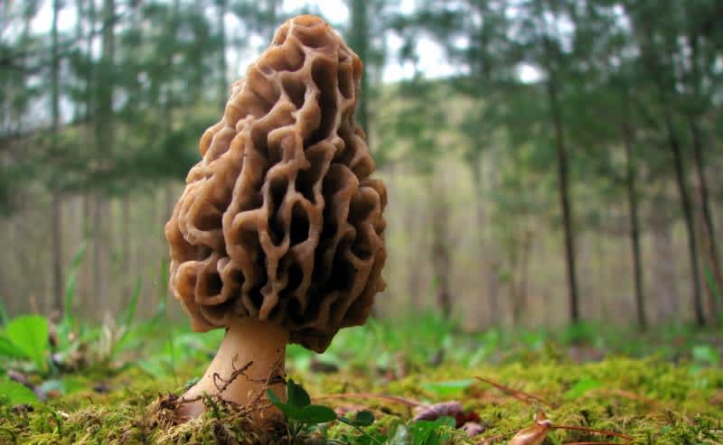 Foraging Made Easy with These 5 Wild Edibles
