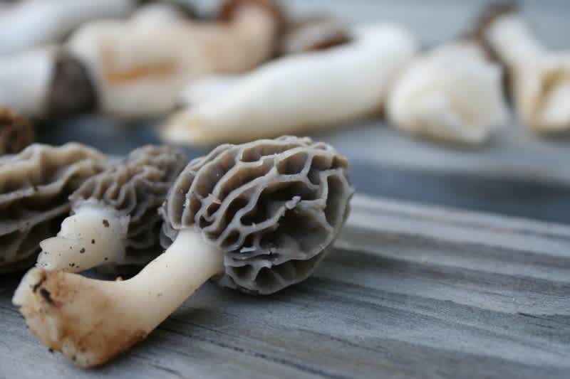 6 Expert Morel Hunting Tips You May Have Not Heard