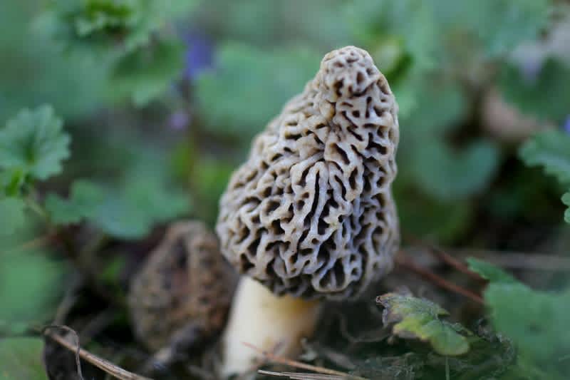 Technical Gear and Tricks for Morel Hunting