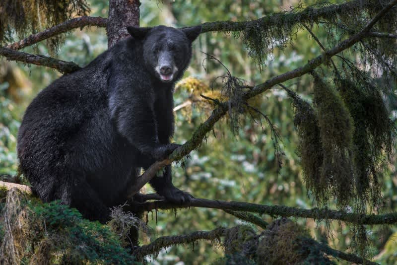 Indiana’s First Black Bear in 140 Years Captured, Euthanized