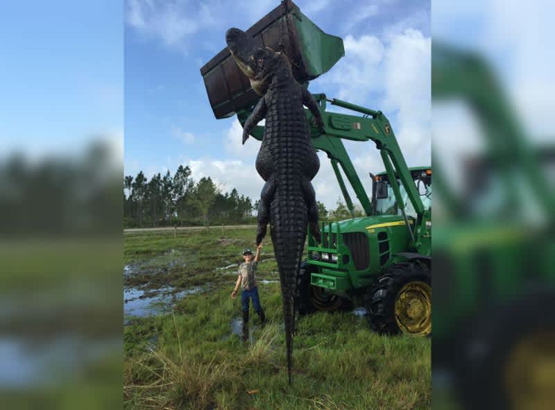 Hunters Bag Massive, Cattle-eating Alligator