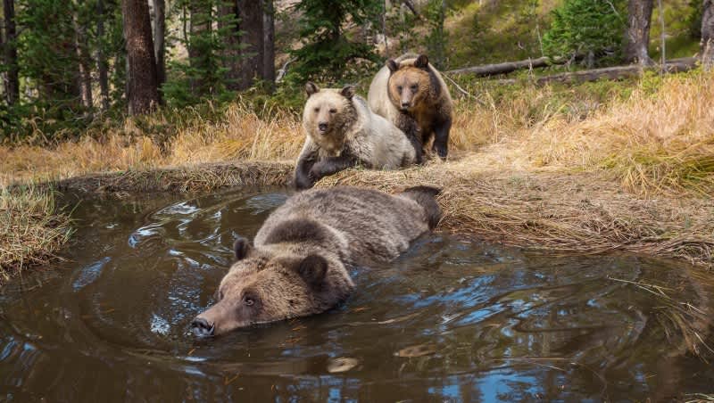 Video: “Bear Bathtub” Caught on Trailcam