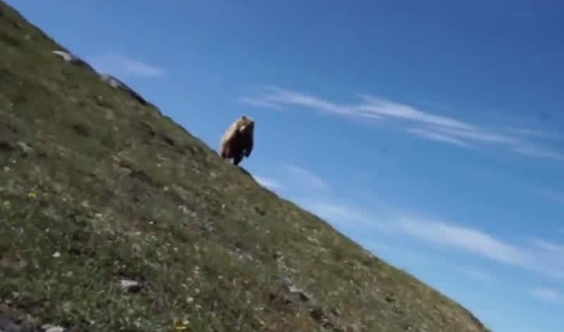 Video: No Gun or Bear Spray? Try What This Man Did