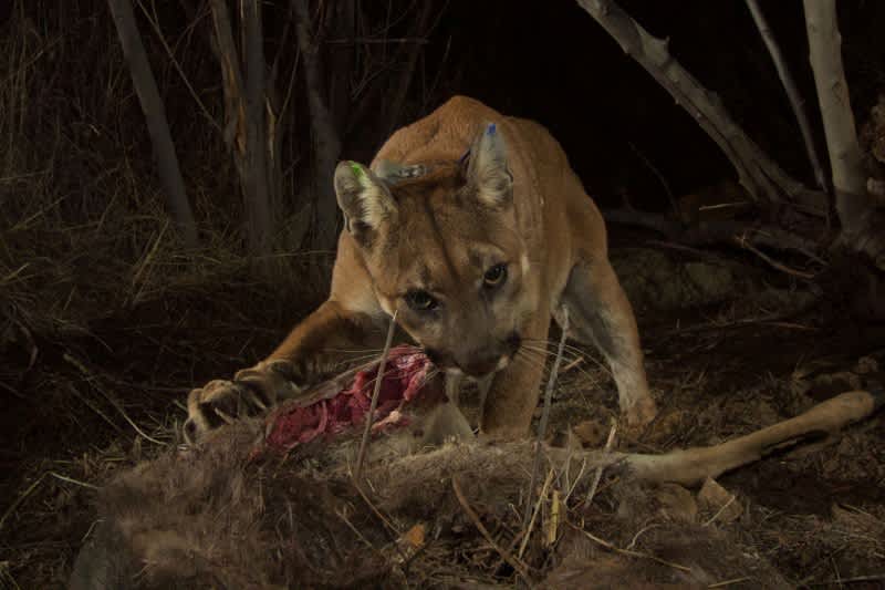 Trail Cam Captures Mountain Lion and Bears Eating Deer