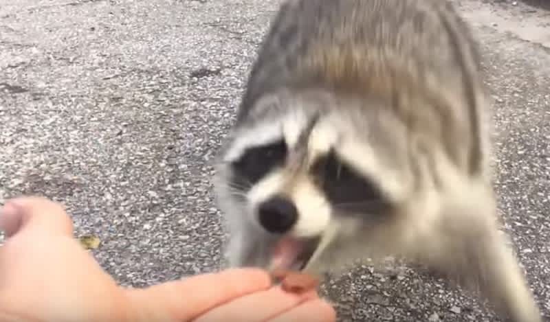 Video: Florida Man Feeds Raccoon, Learns to Respect Wild Animals