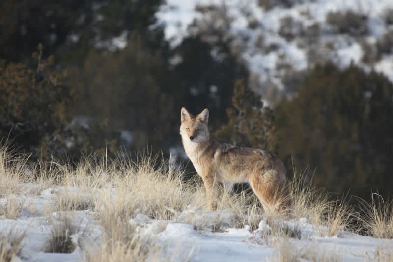 Michigan’s Coyote Hunt Now All Year-round