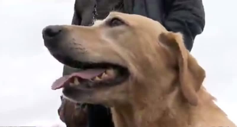 Three-legged Dog Earns Coveted Master Hunter Title