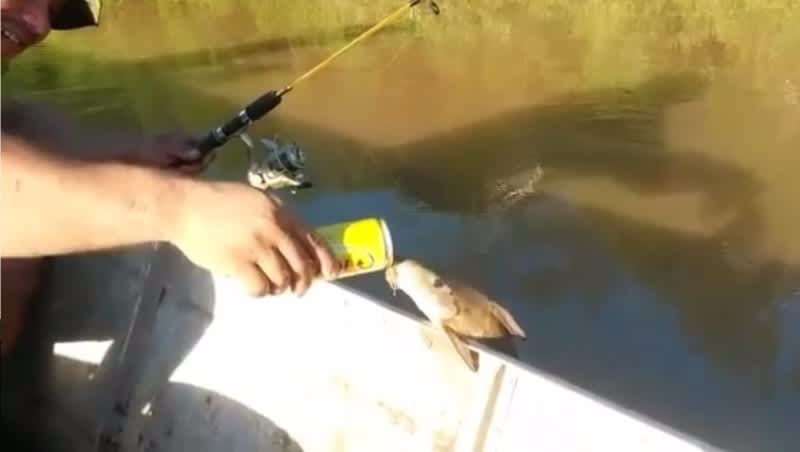 Video: Fish Guzzling Beer from a Can