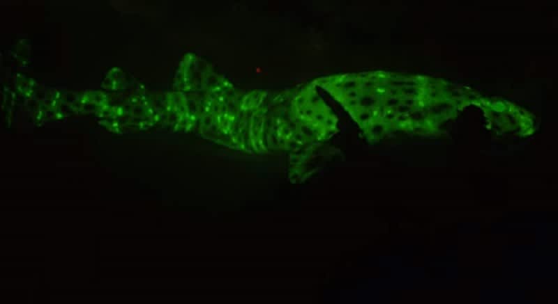 Video: Scientists Develop Specialized Camera to Track Glow-in-the-dark Sharks