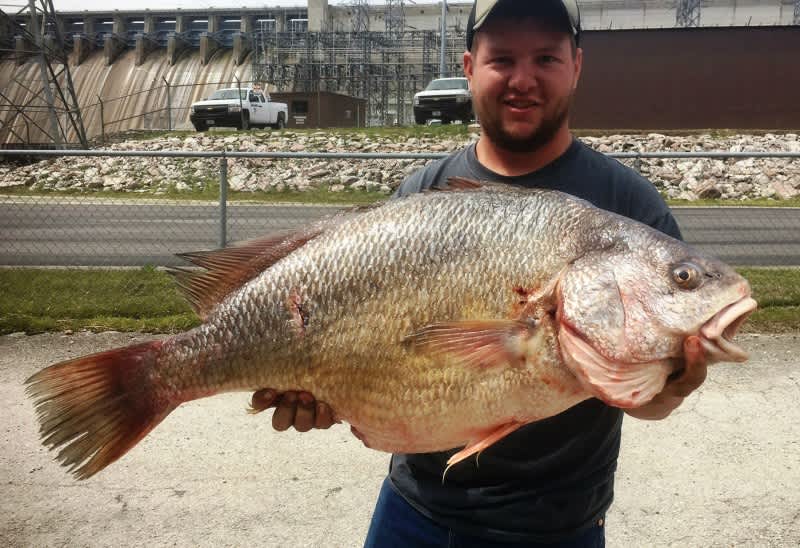 Fisherman’s Record Freshwater Drum is so Big It Looks Photoshopped