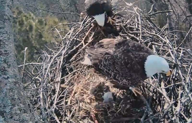 Video: Watch Baby Eagles Hatching on This Live Stream