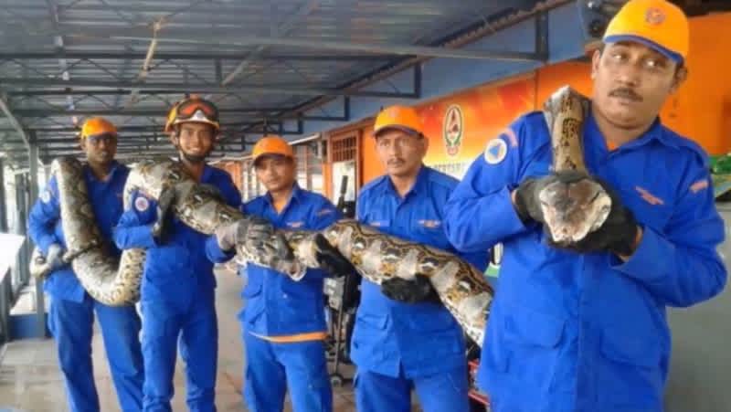 World’s Longest Snake Captured, Promptly Dies